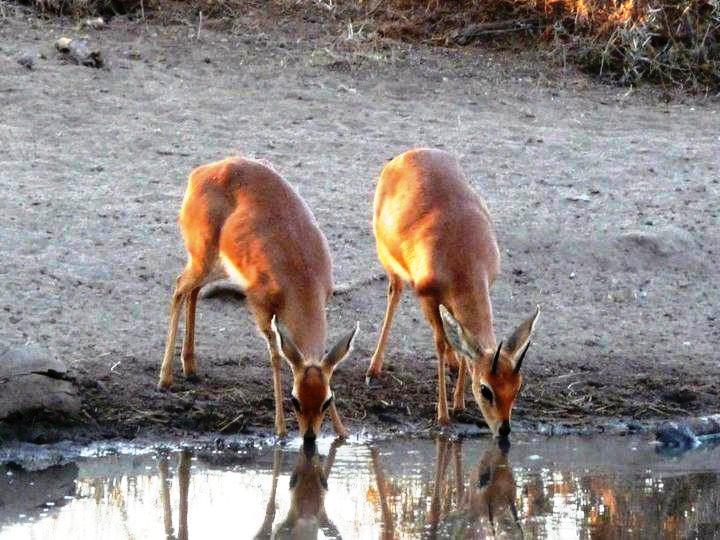 steenbok mythbuster.jpg