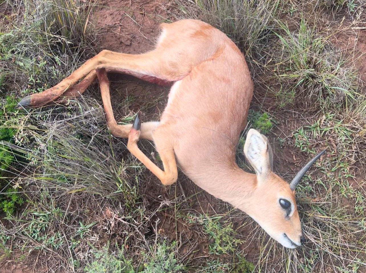 steenbuck1.jpg