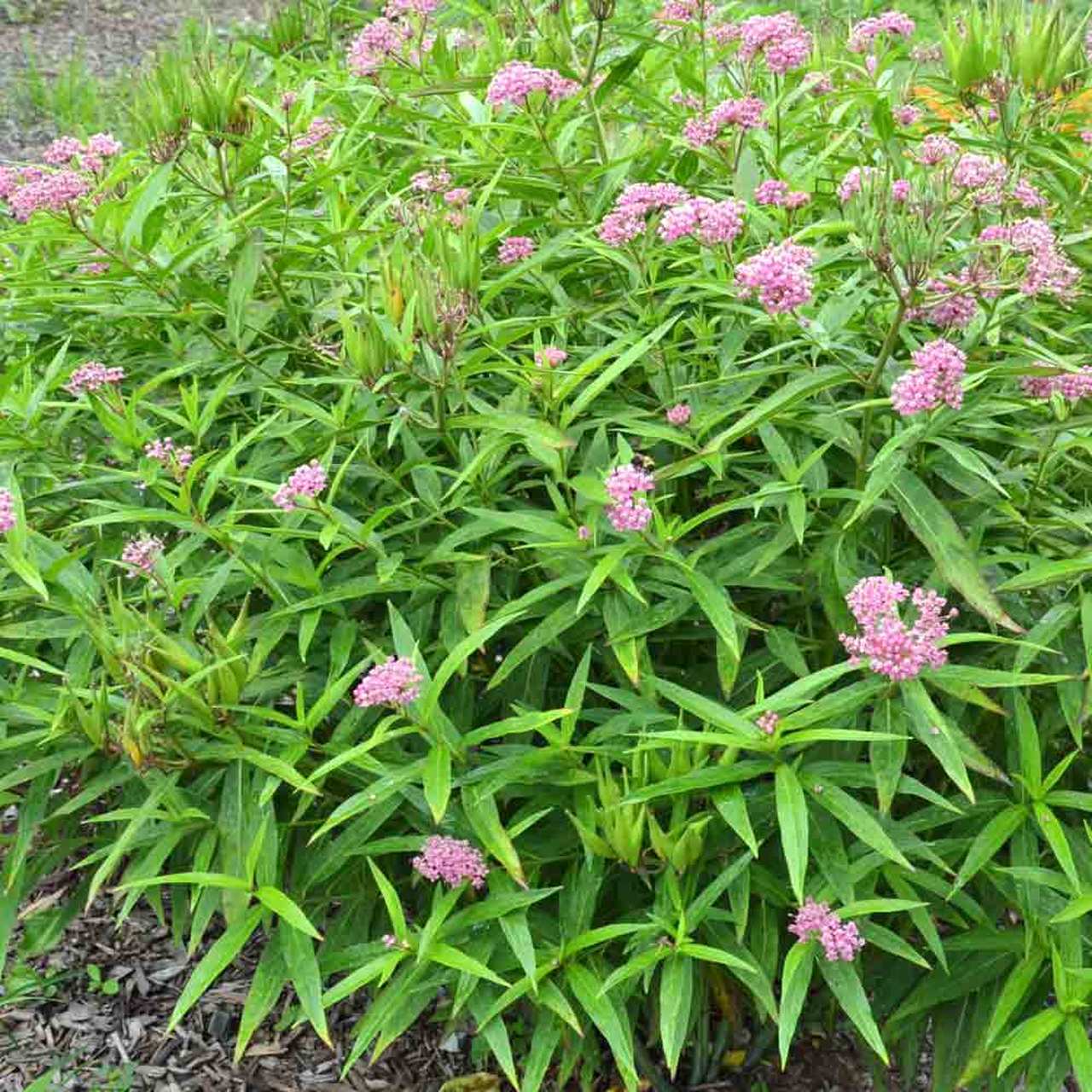 Swamp-MilkweedBC1__46775.1540512800.jpg