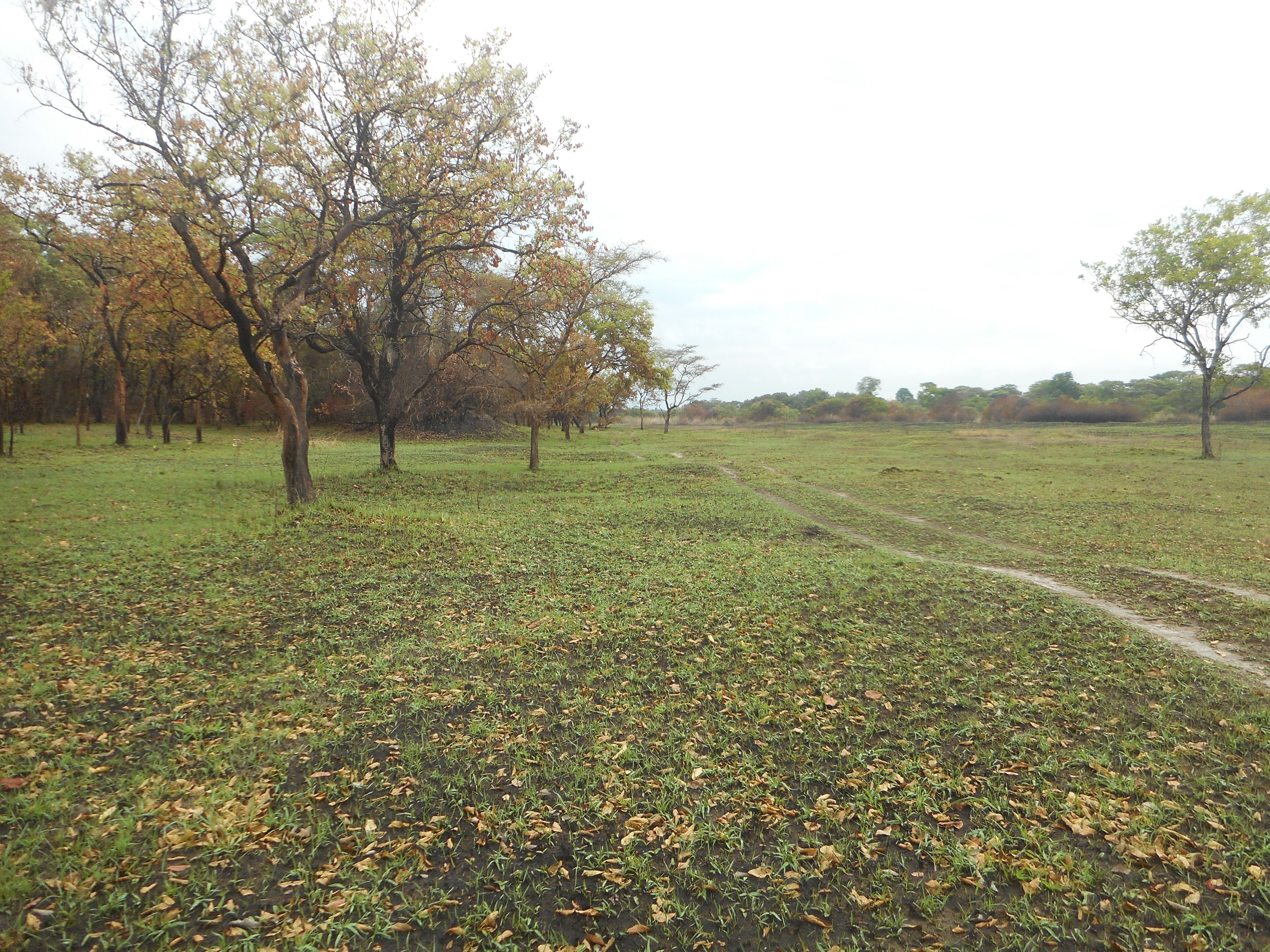 takeri nov 2016 after first rains and hilux 008.JPG