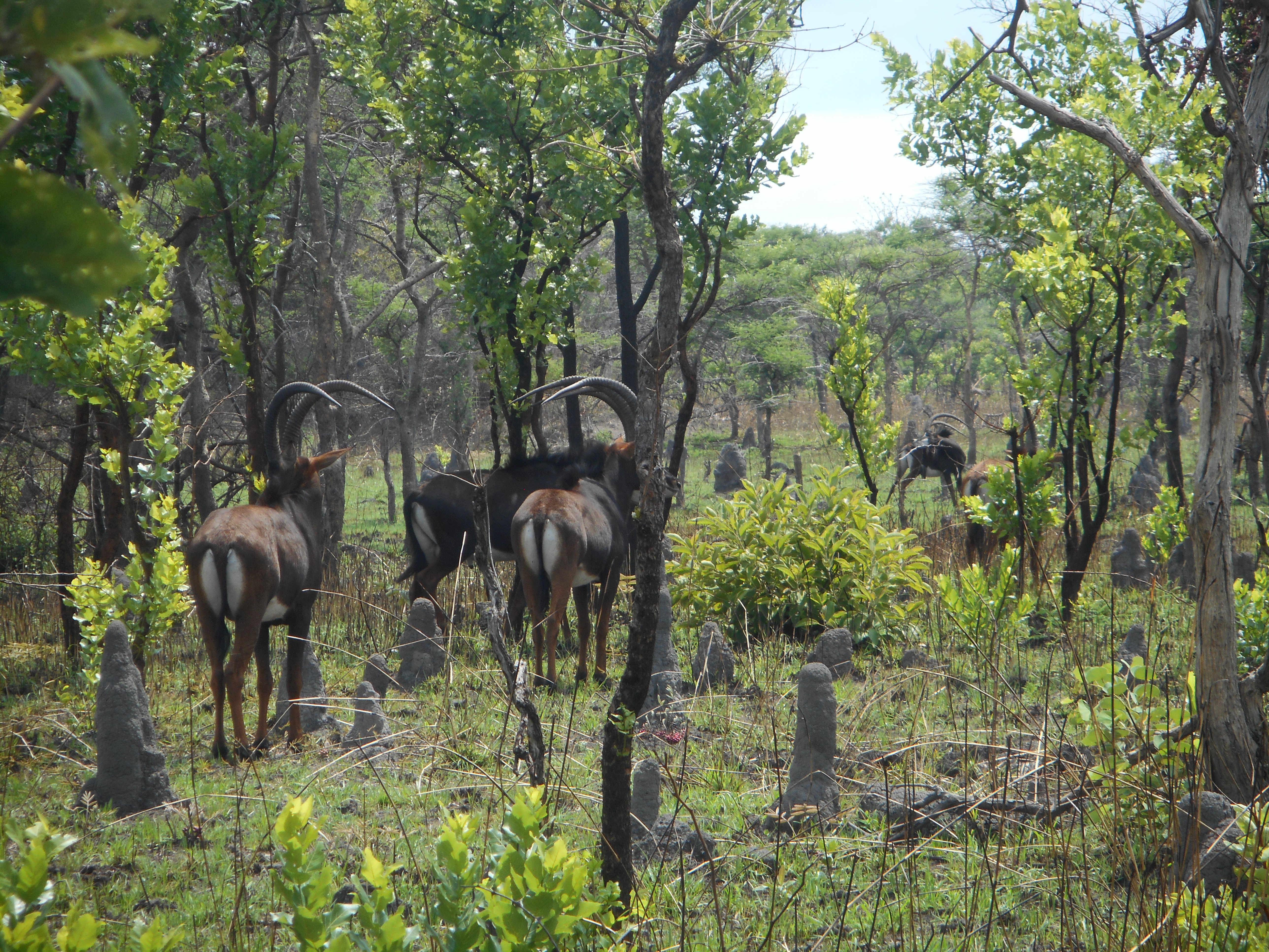 takeri nov 2016 sable 008.JPG