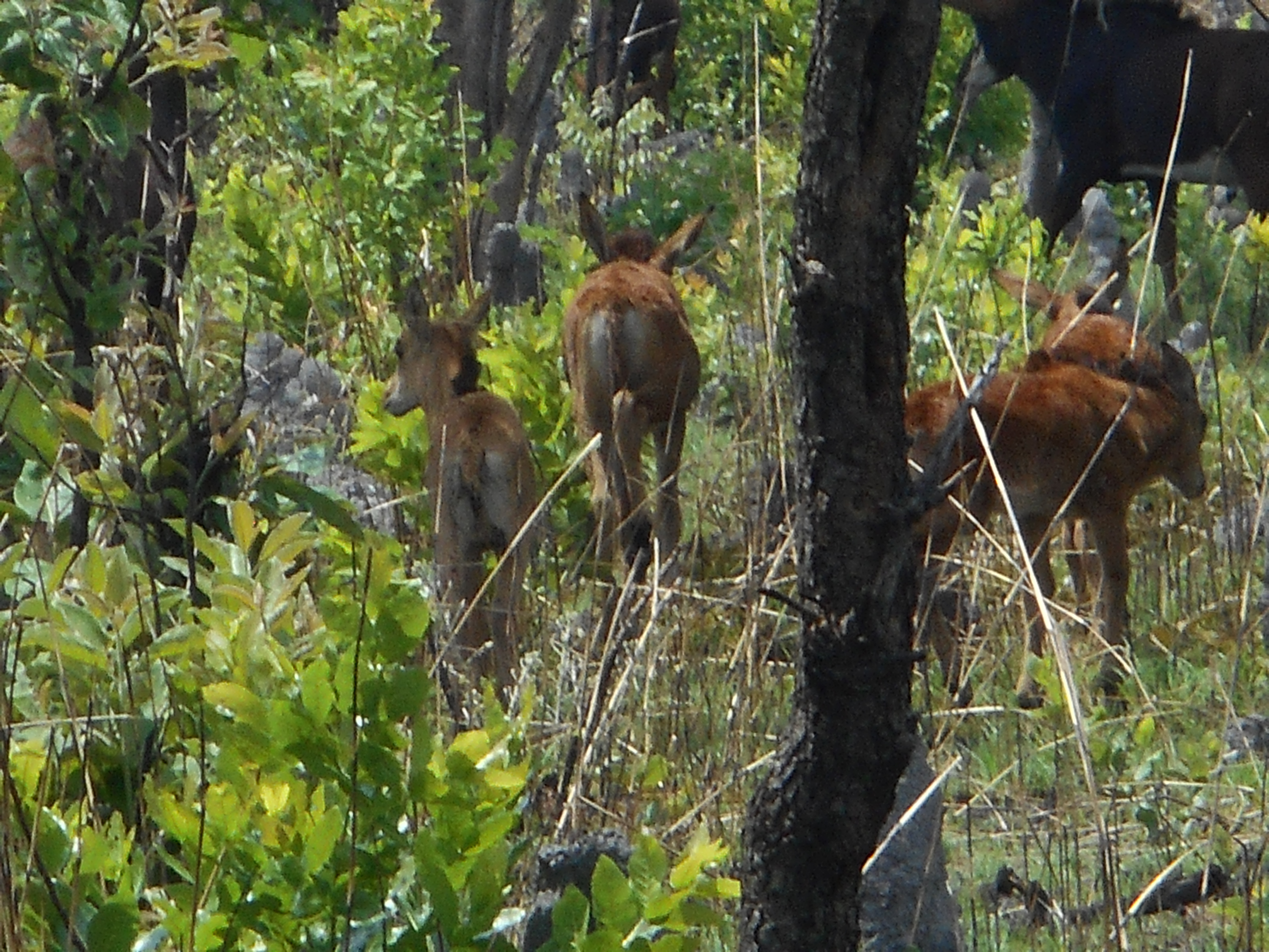 takeri nov 2016 sable 020.JPG