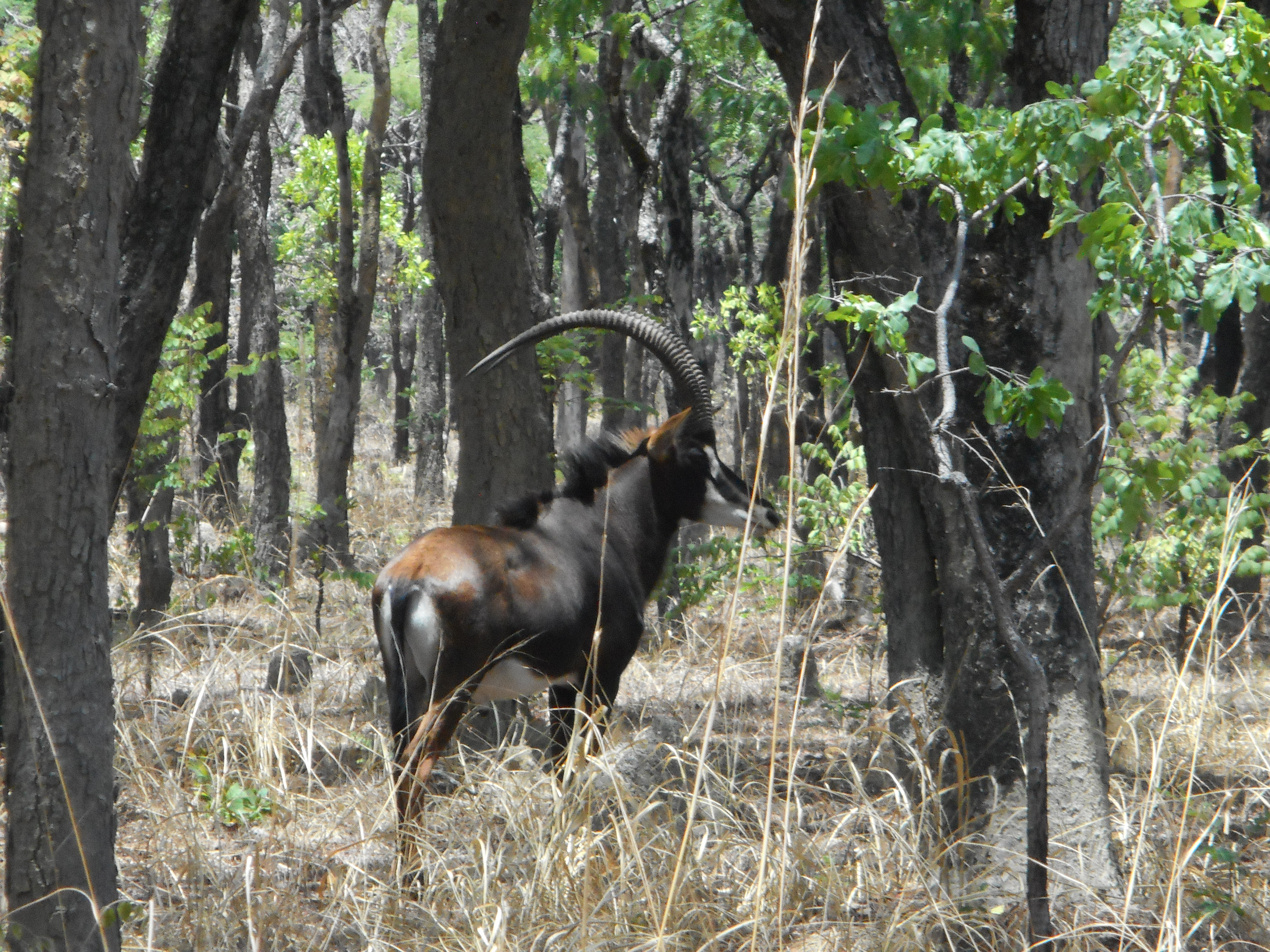 takeri puku, sable, fence line nov 2016 017.JPG