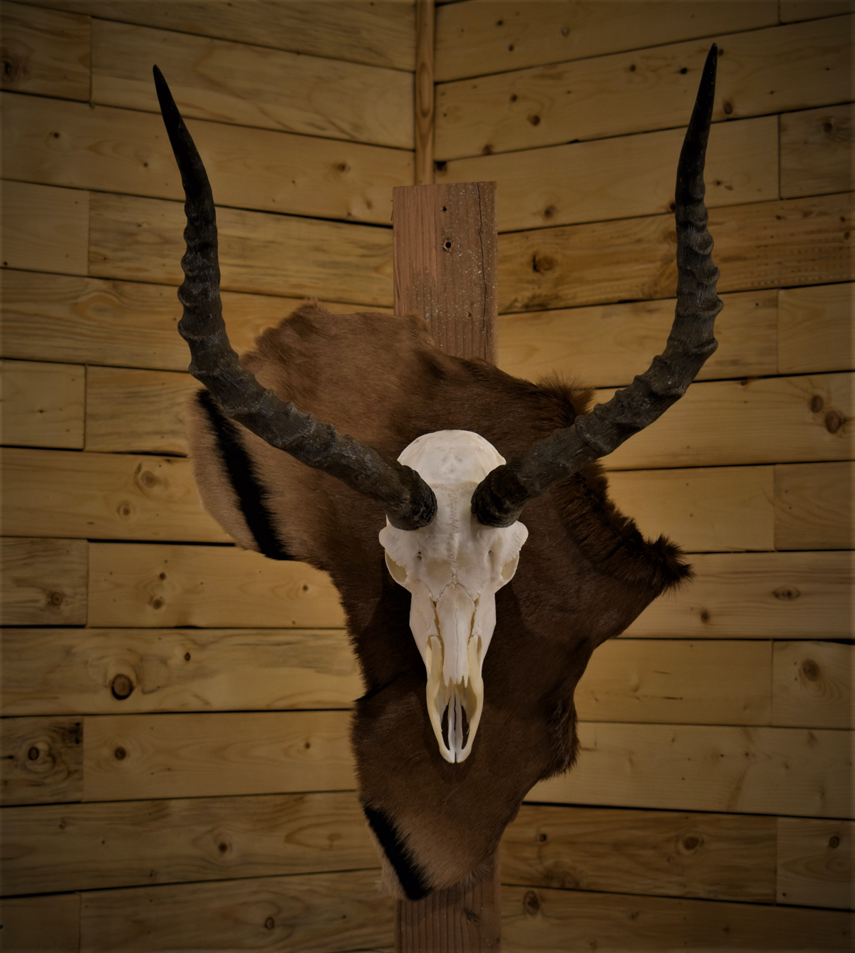 taxidermy-12.jpg