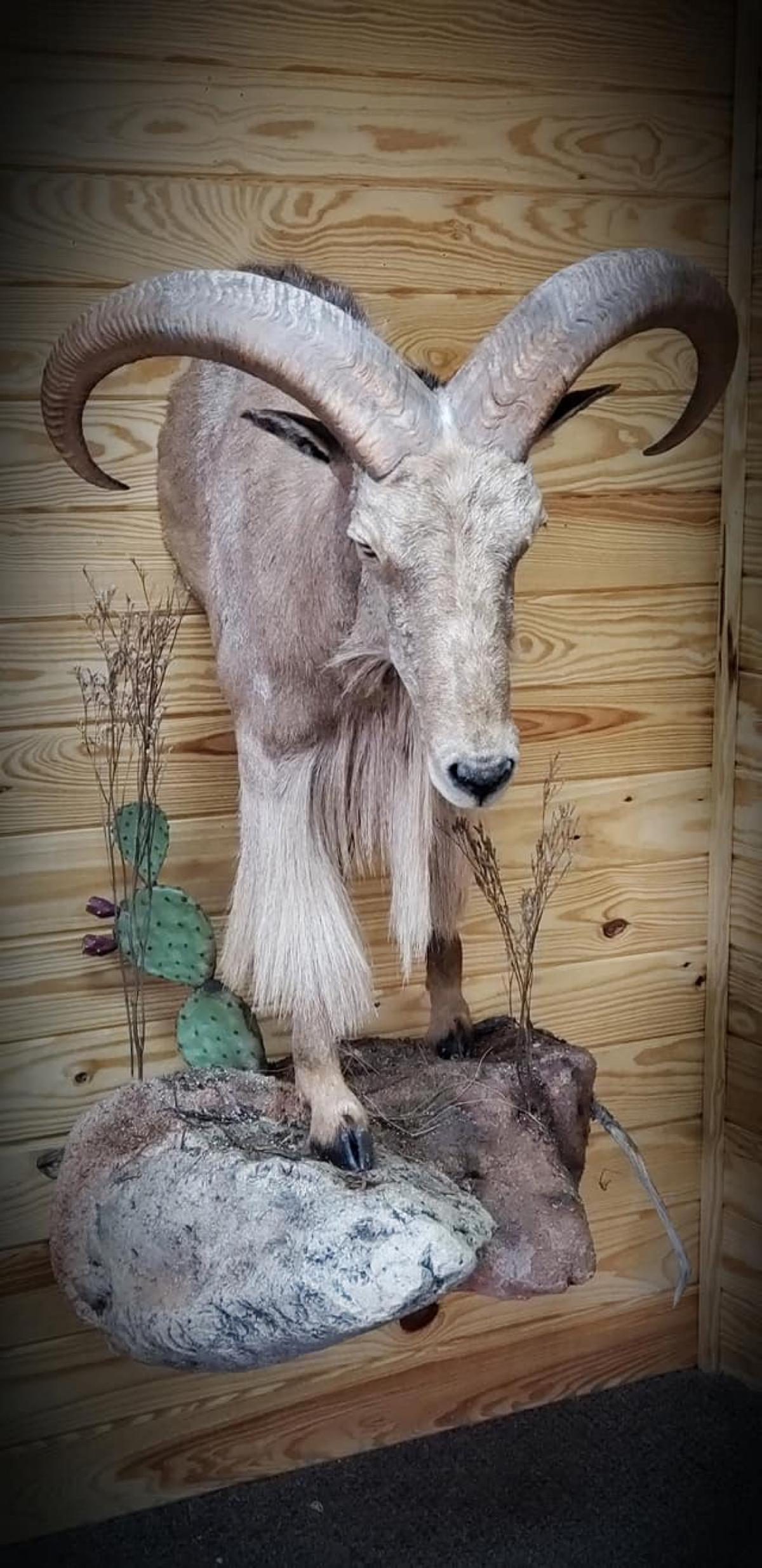 taxidermy-16.jpg