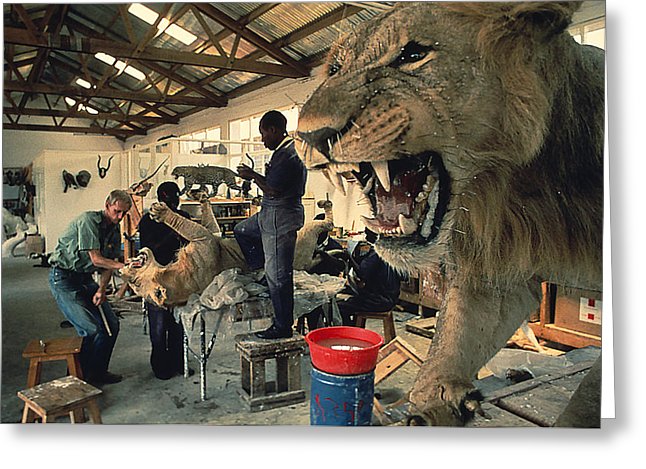 taxidermy-at-zimmermans-in-nairobi-kenya-carl-purcell.jpg