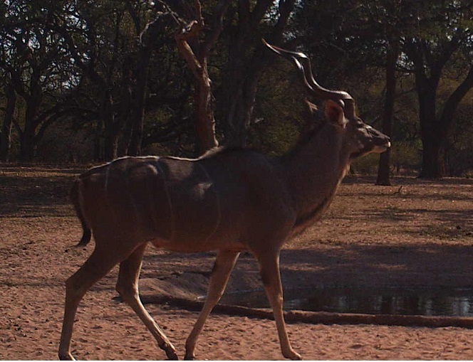 TC kudu.jpg