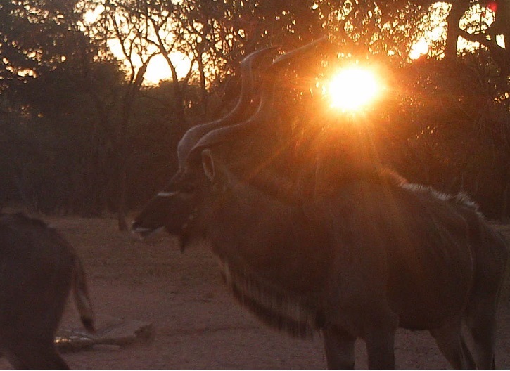 TC kudu sunset.jpg