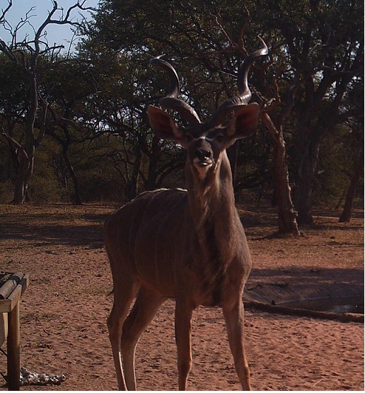 TC kudu2.jpg