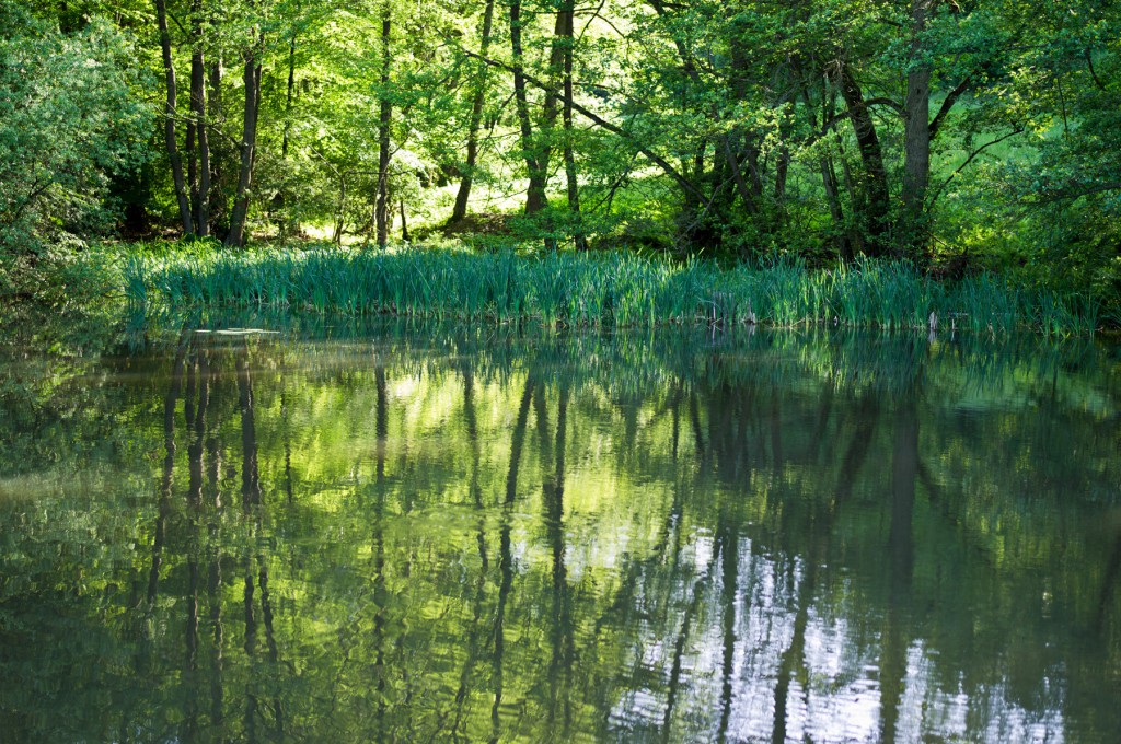 Teich-am-Jagdhaus-2012-klein-1024x680.jpg