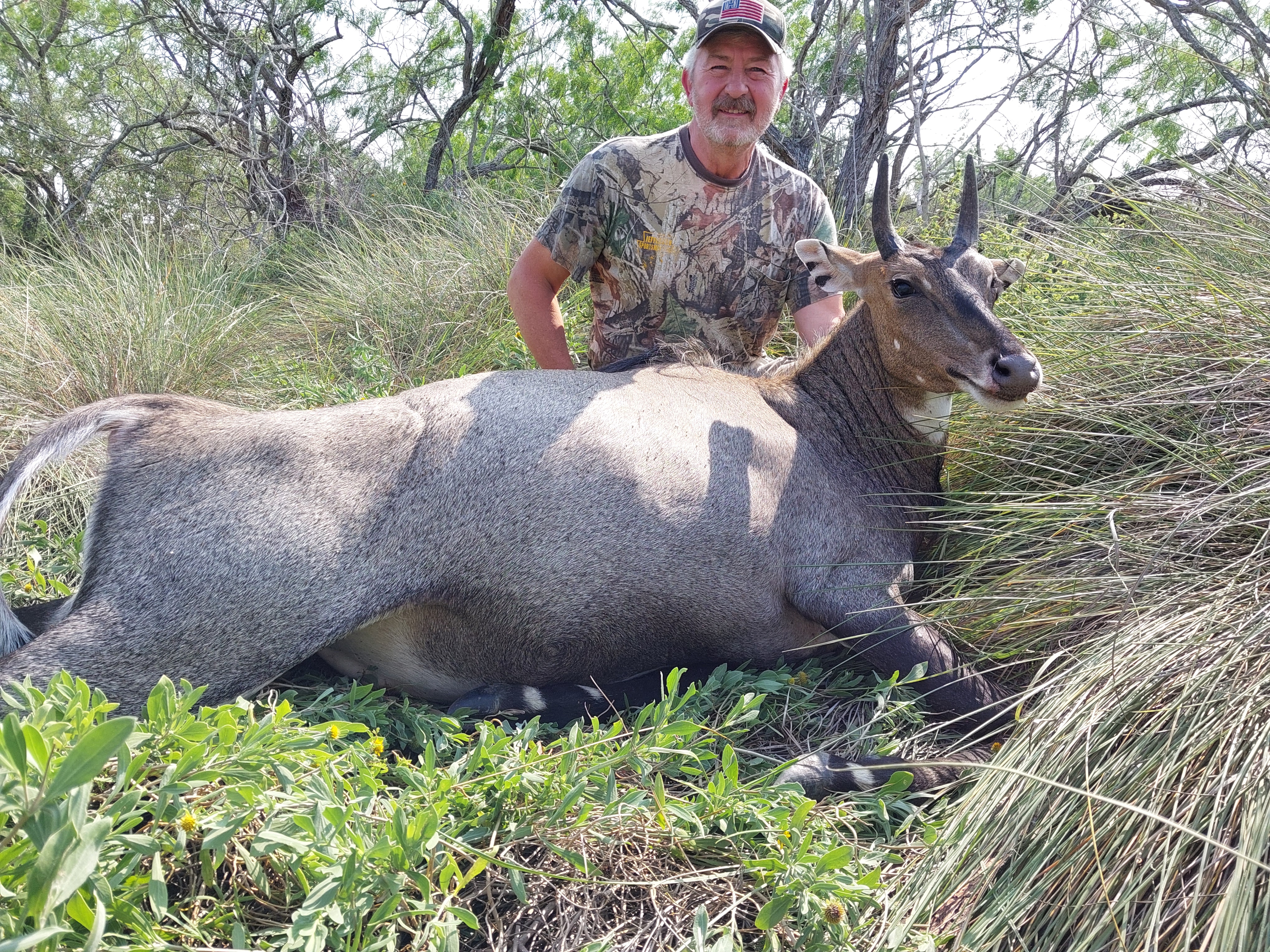 Texas2024nilgai.jpg