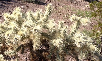 things-you-need-to-know-about-jumping-cholla-cactus-Arizona.jpeg