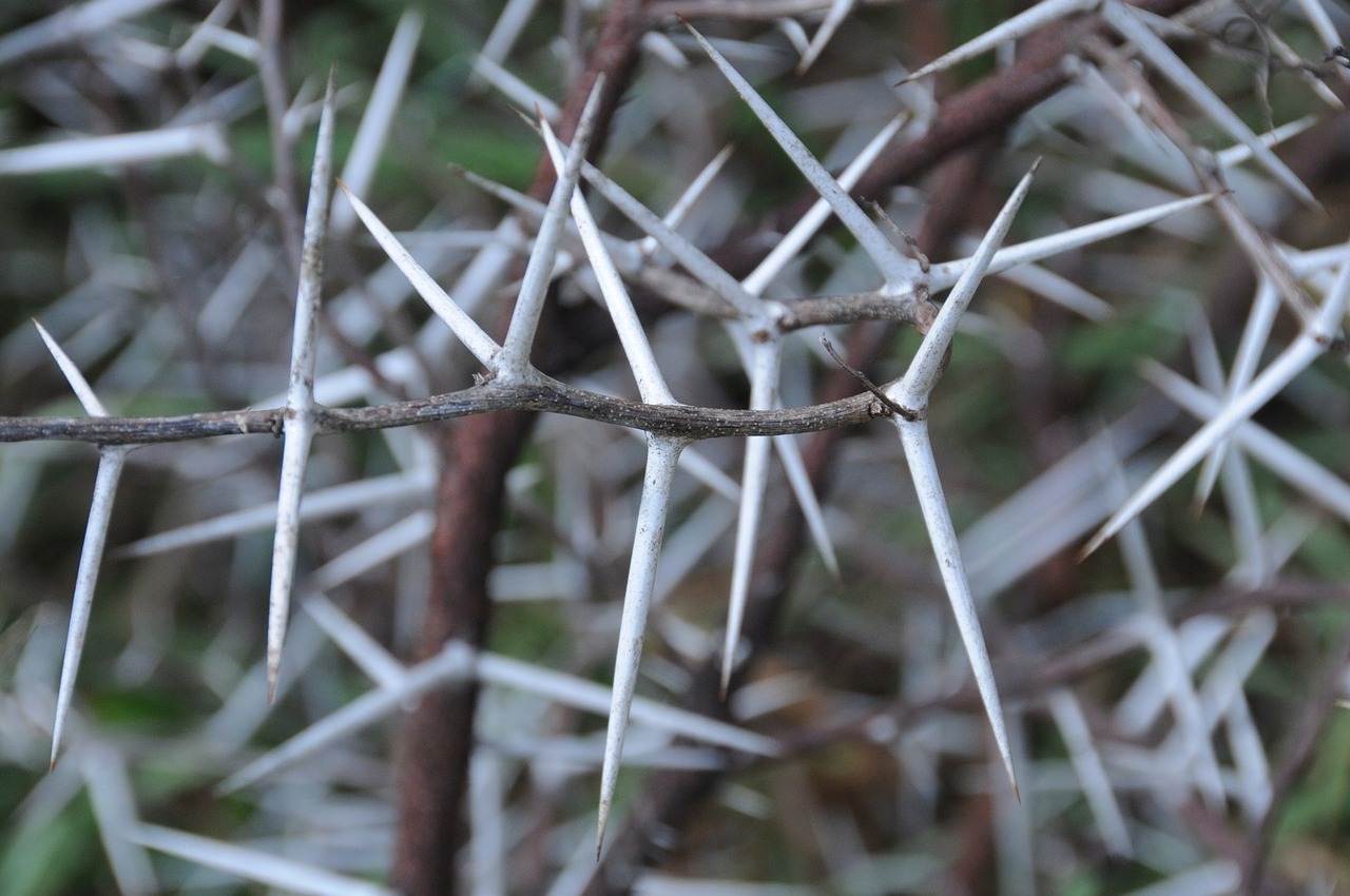 thorns-996769_1280.jpg