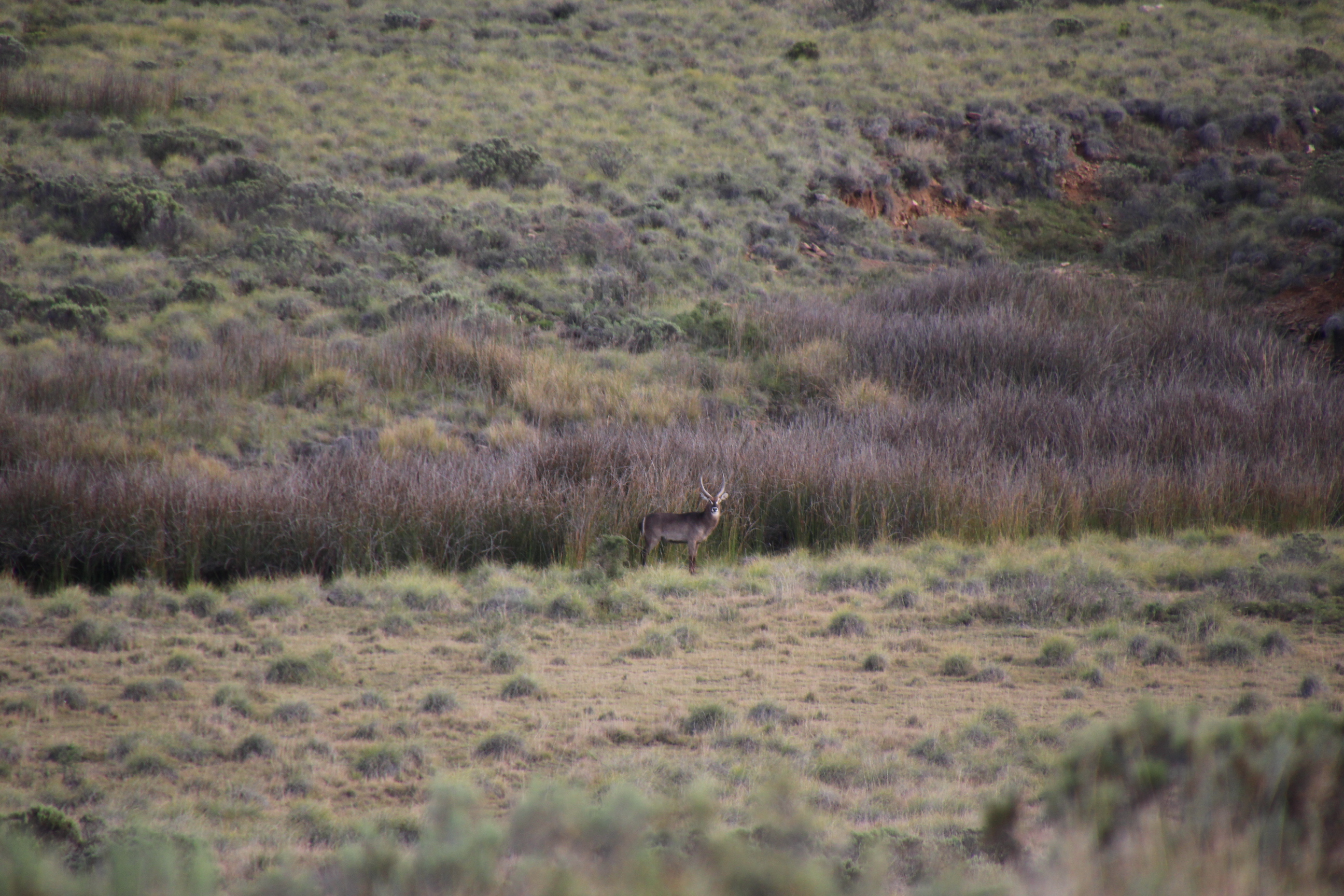 tootabi Waterbuck2.JPG