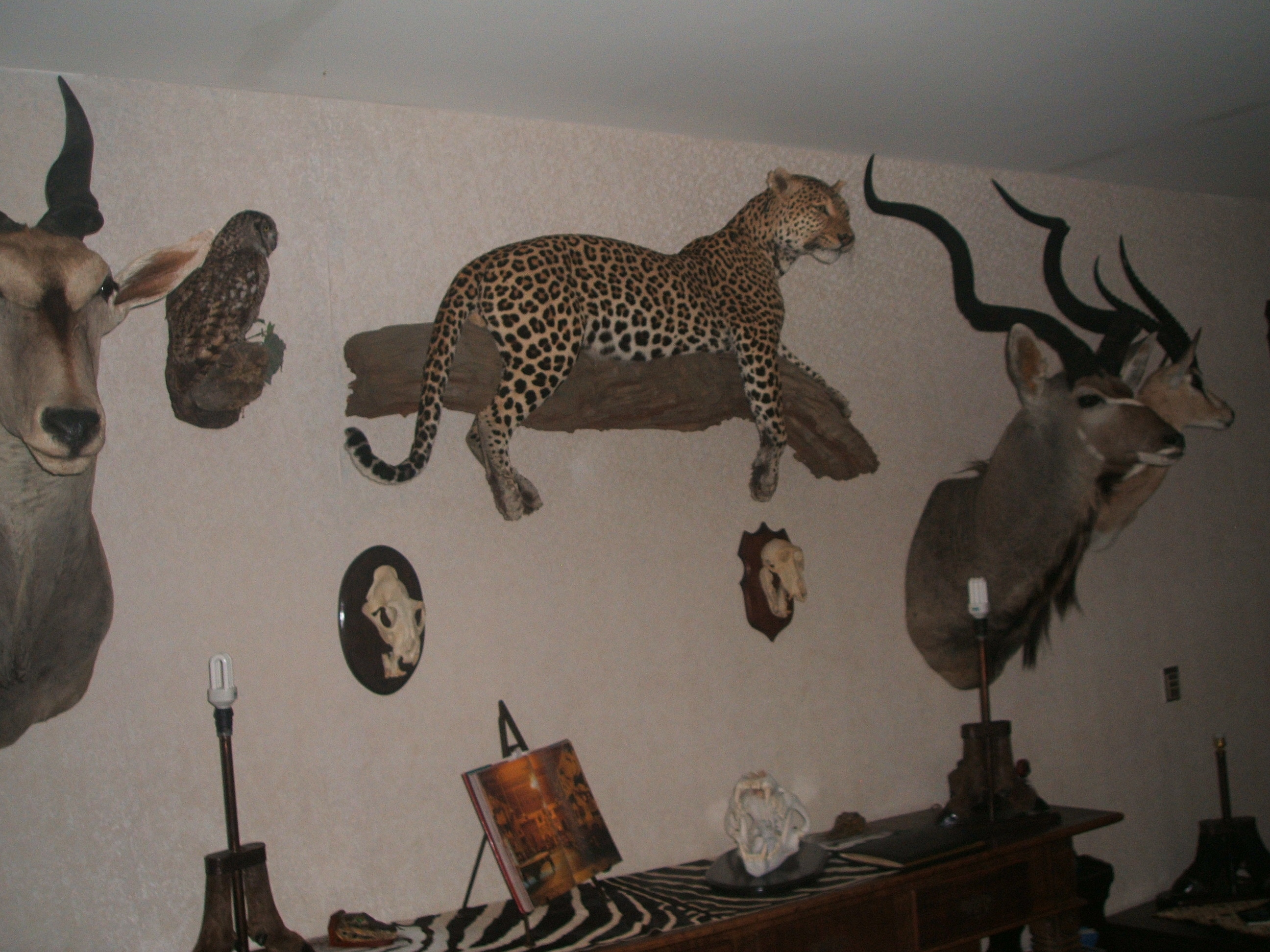 trophy leopard wall.JPG