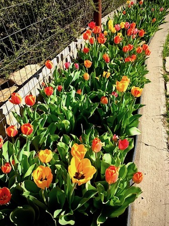 tulips.jpg