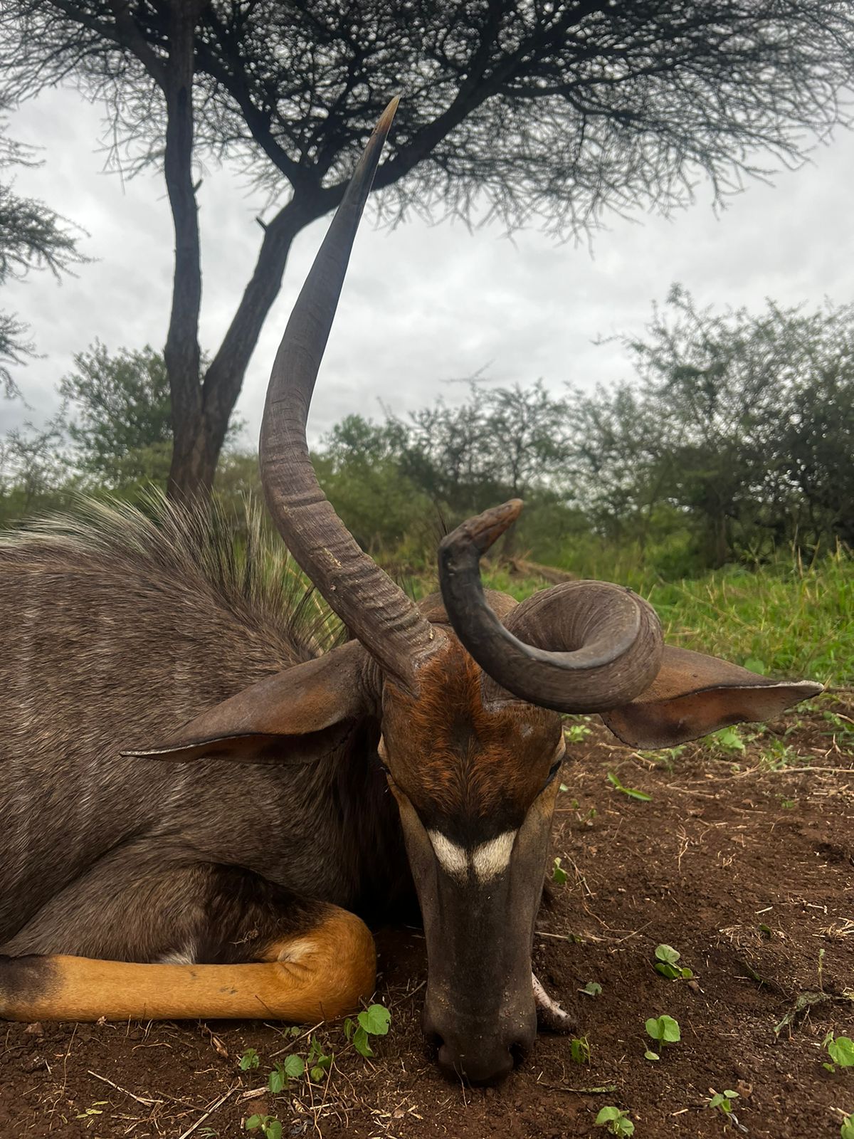 Twisted nyala.jpg