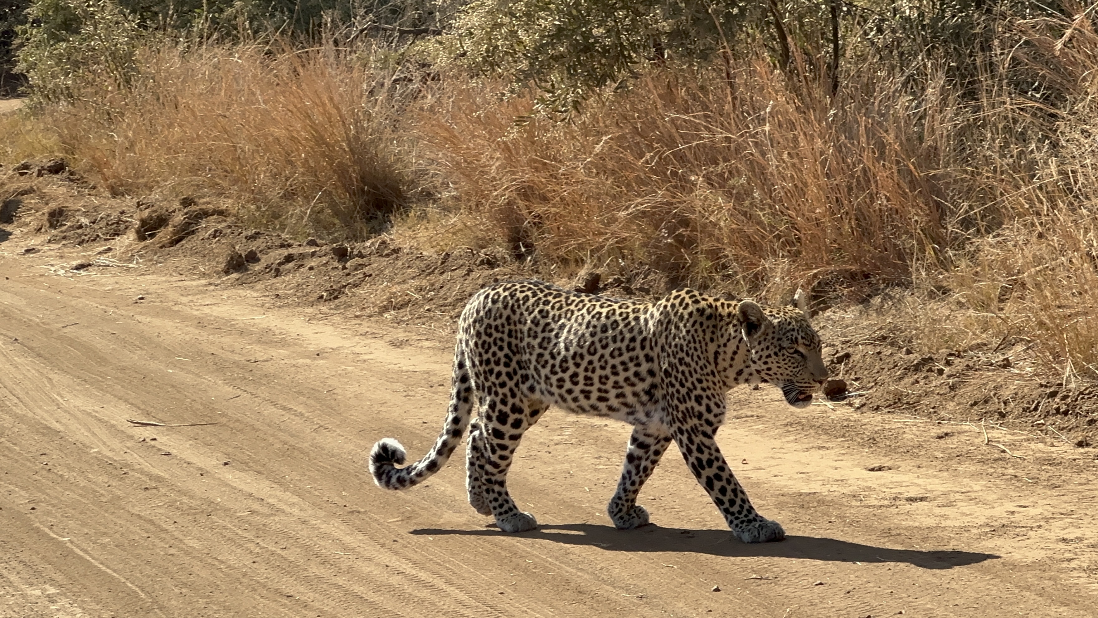 van Wijk Safaris 402.JPG