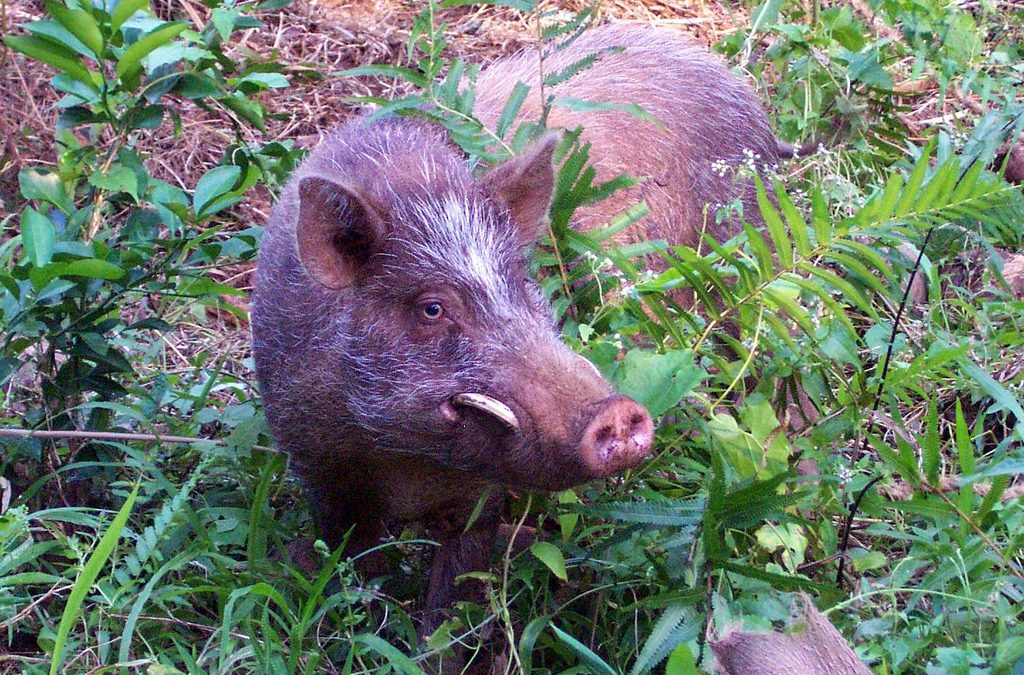 vanuatu-sacred-pig.jpg