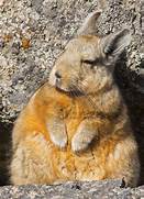 viscacha.jpg