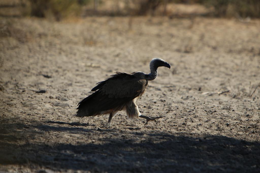 Vulture_zpscd005301.jpg