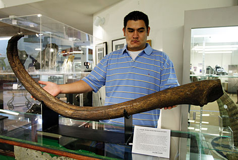 Walrus The-Largest-Ever-Penis-Bone-2.jpg