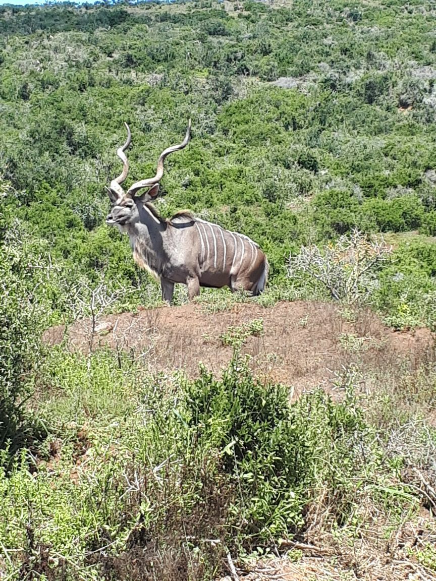 Warrens Kudu.jpeg