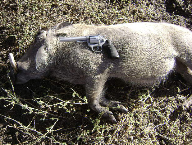 warthog grandfarher 357mag 35m.jpg