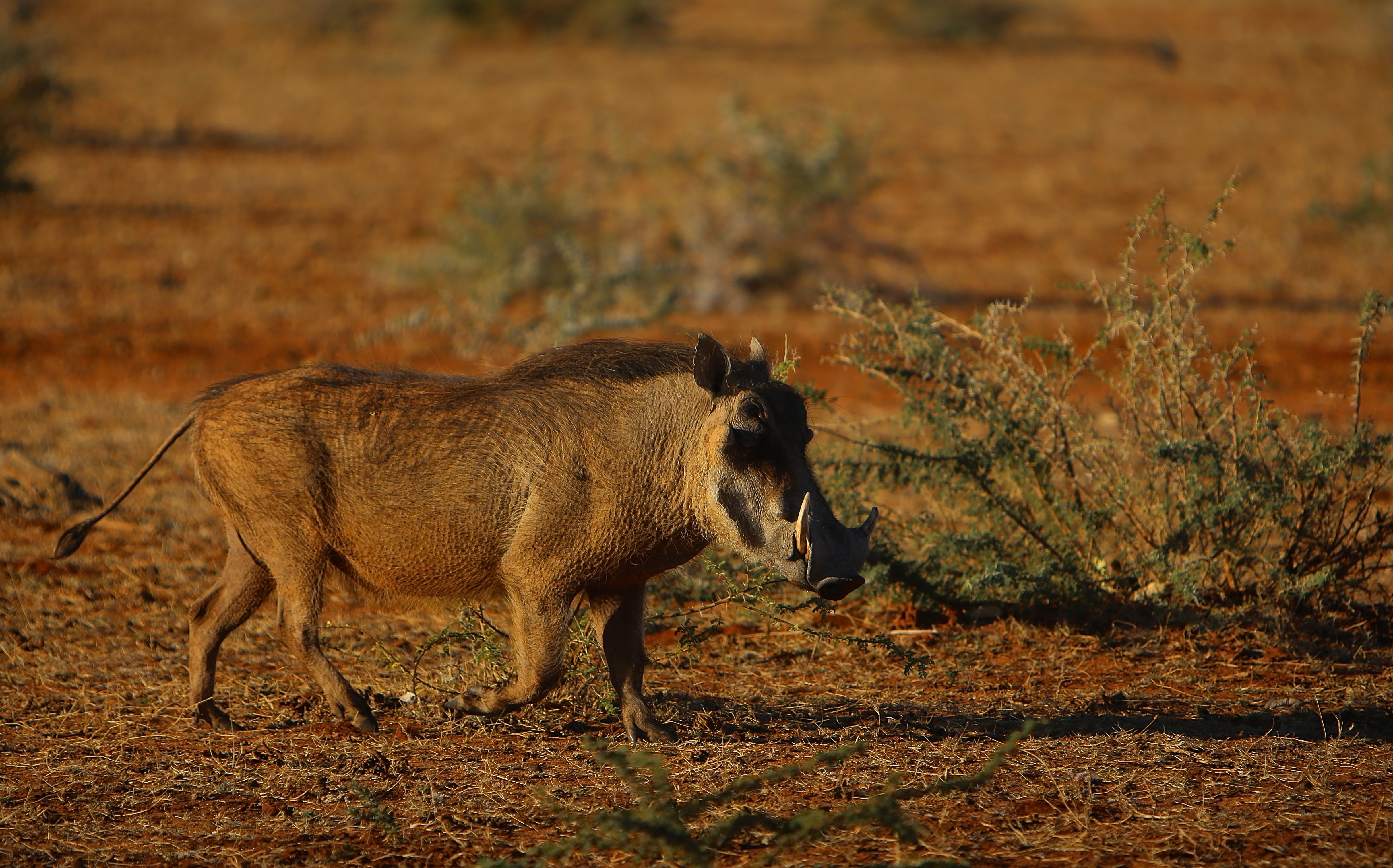 WARTHOG SUNSET.jpg