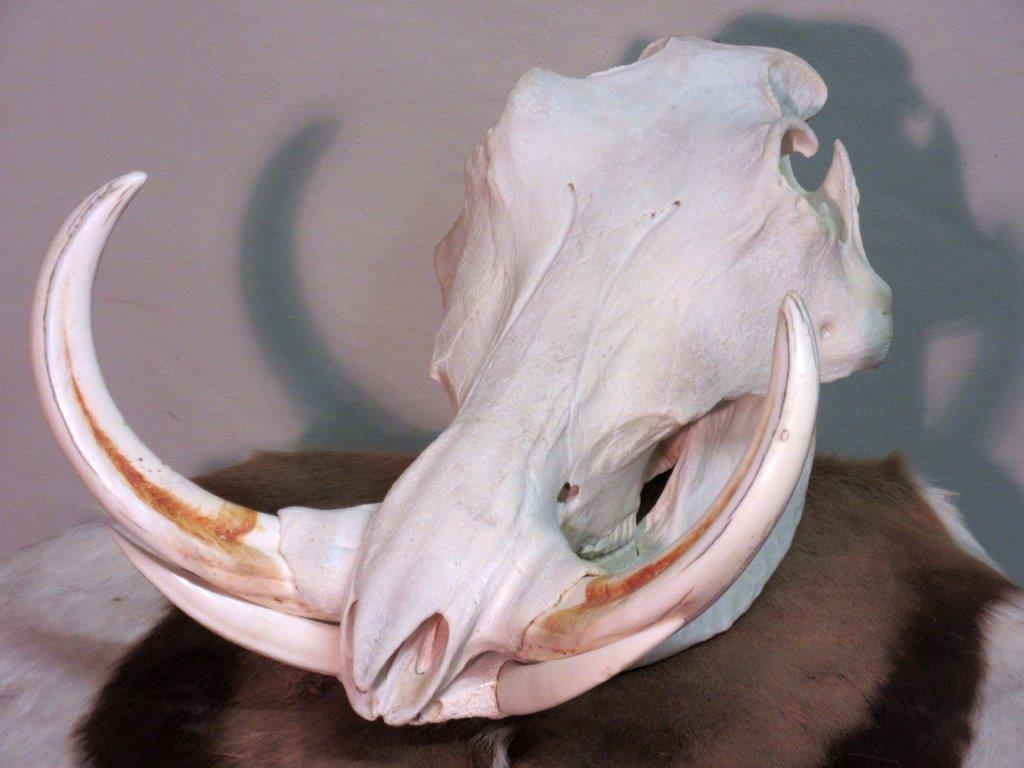 Warthog_Skull.jpg