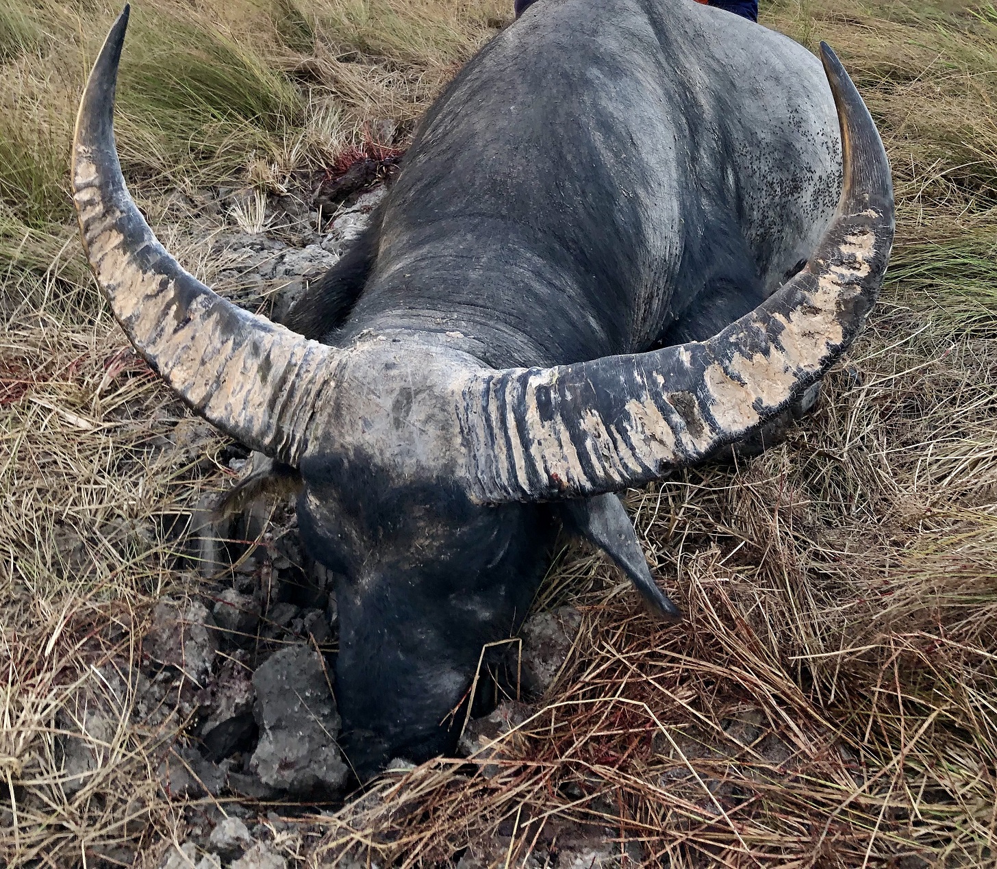 Water Buffalo Bull 2.jpg