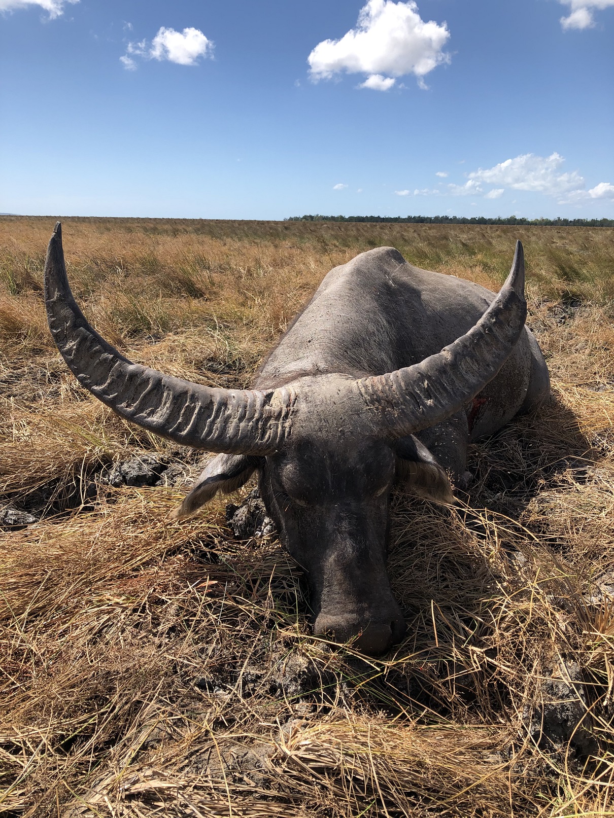 Water Buffalo Bull 4.JPG