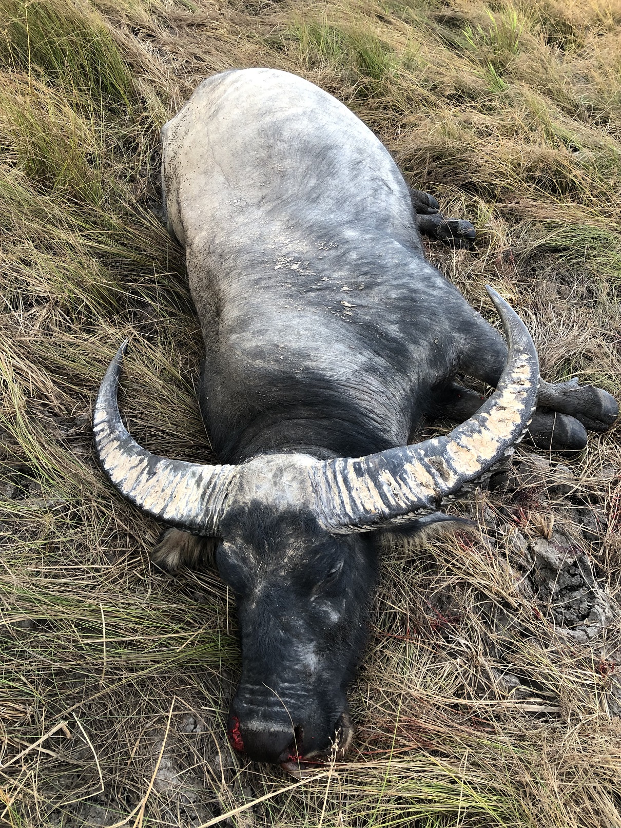 Water Buffalo Bull 5.JPG