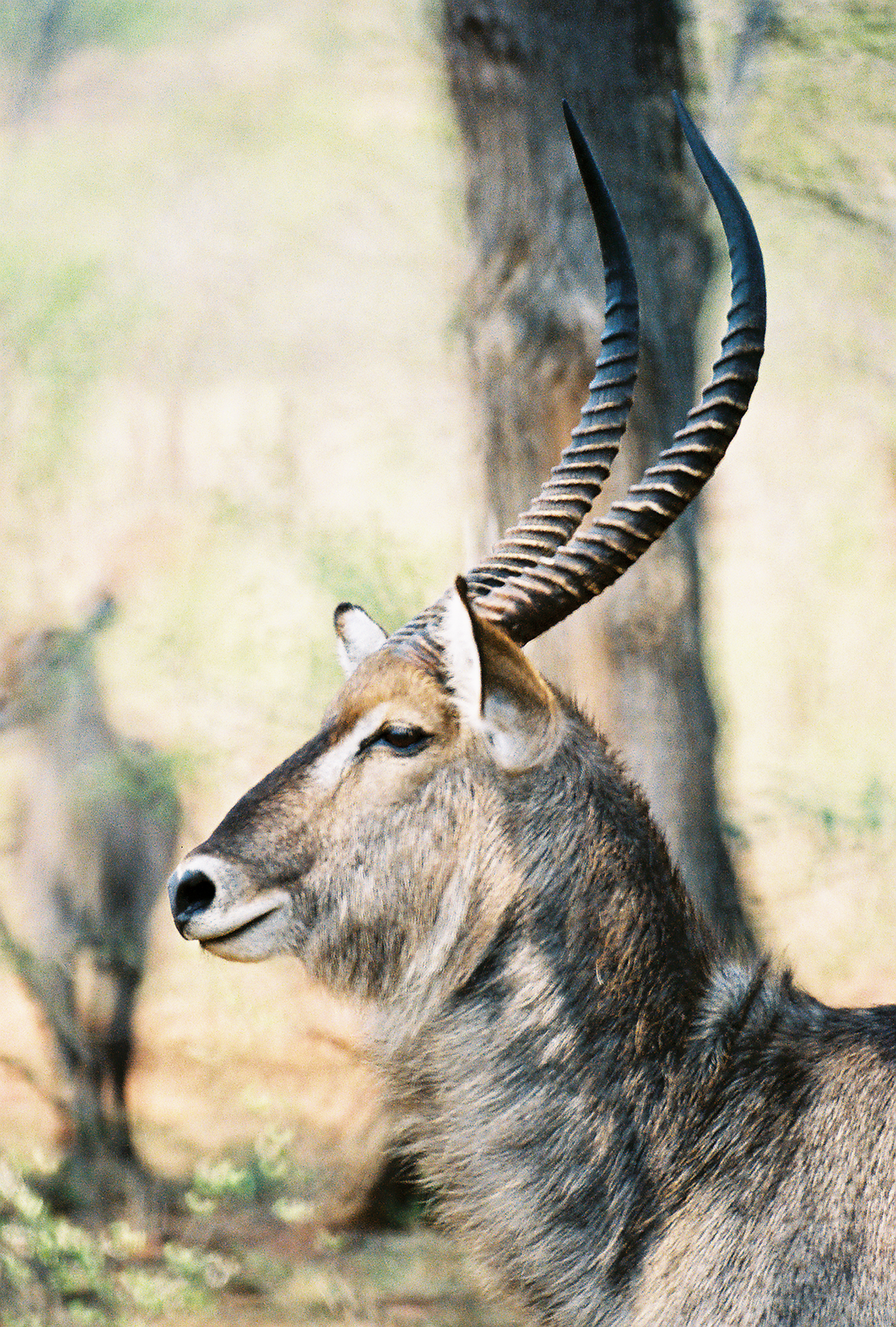 Waterbuck closeup 2.jpg