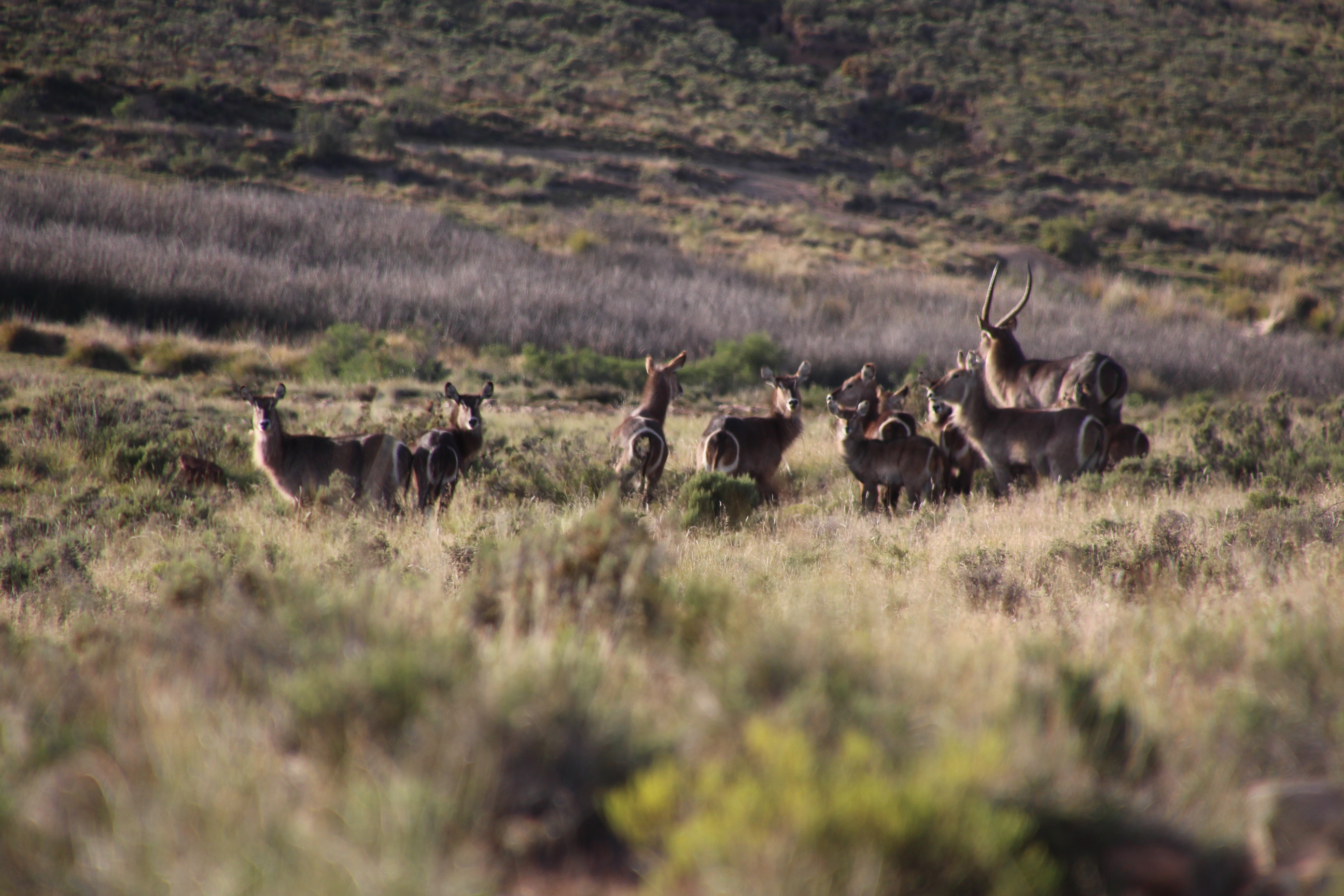 Waterbuck Harem Tootabi.JPG