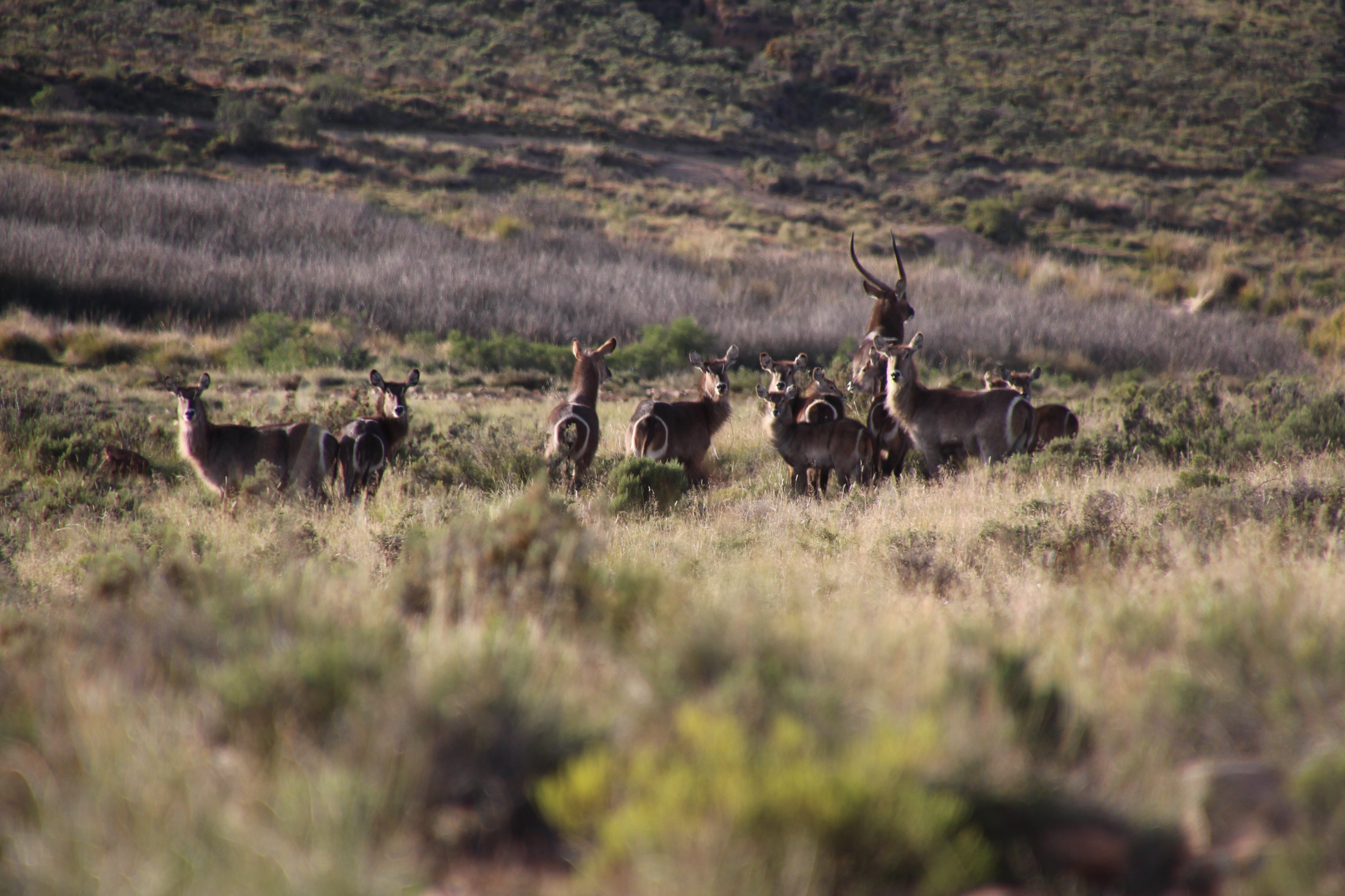 Waterbuck Harem Tootabi2.JPG