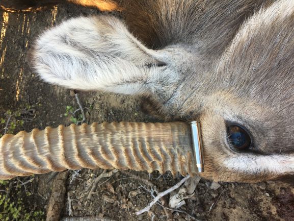 waterbuck head.JPG