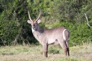 Waterbuck.jpg