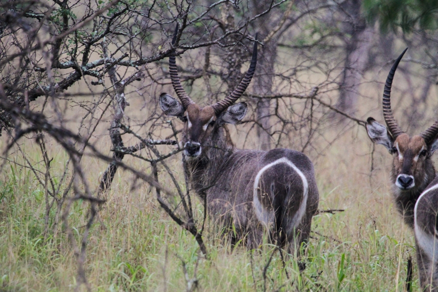 Waterbuck.jpg