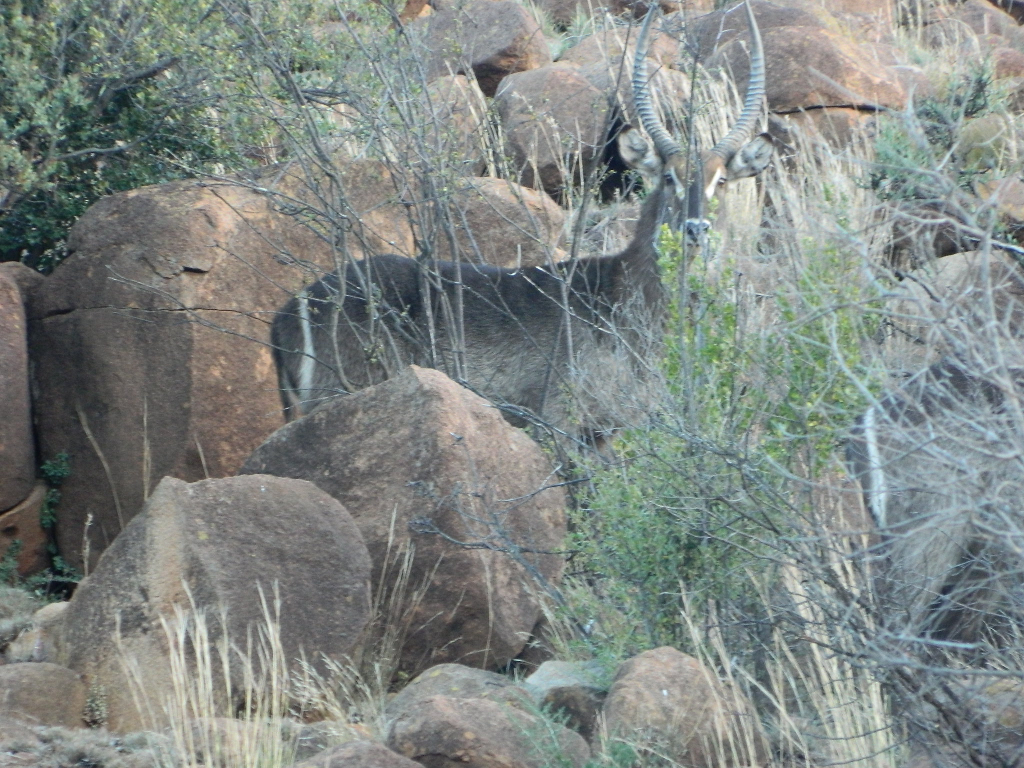 Waterbuck.JPG