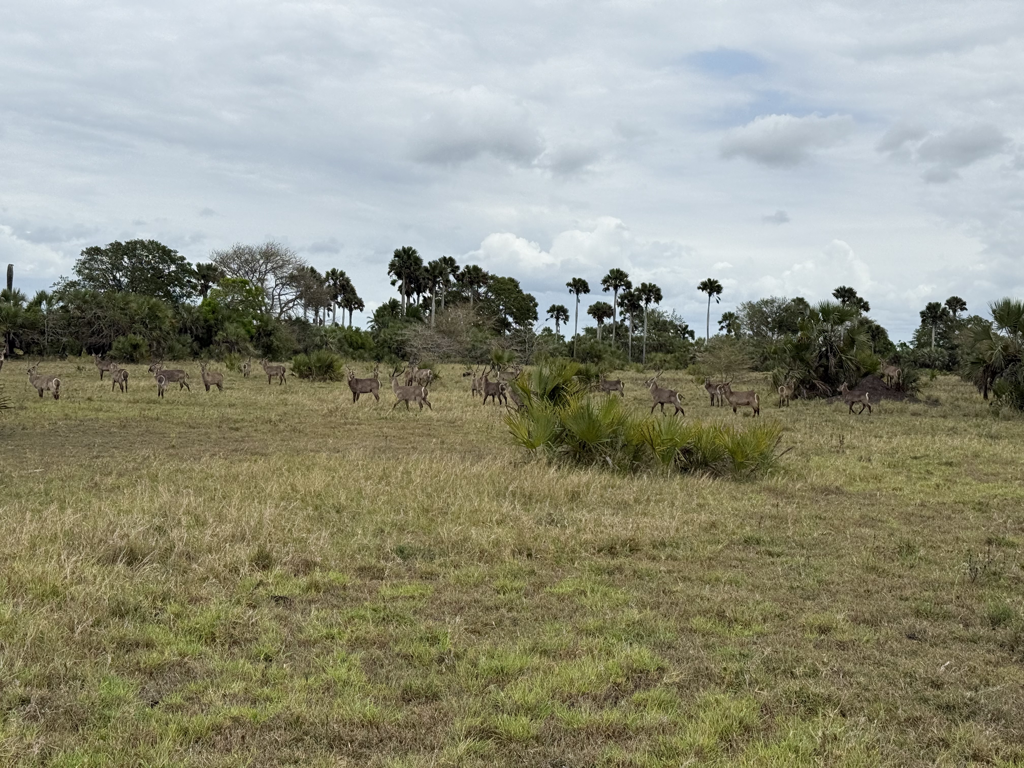 waterbuck.jpg