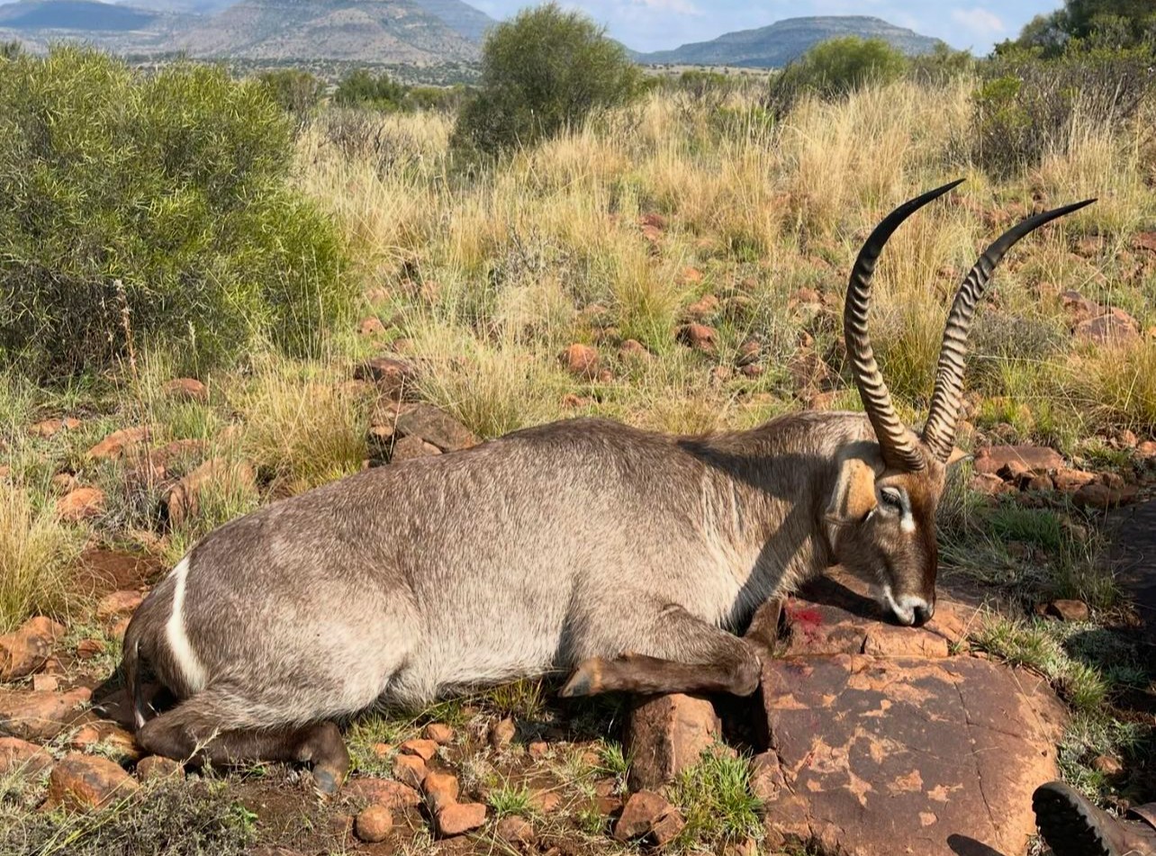 waterbuck1.jpg