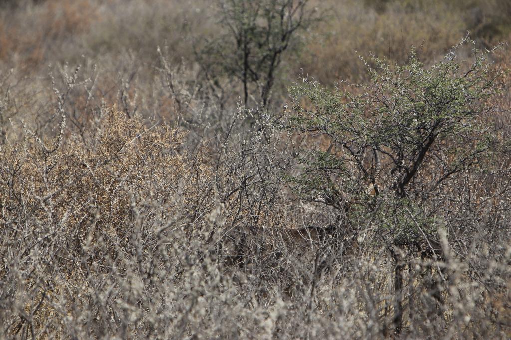 Waterbuck_zpsa26aaf94.jpg