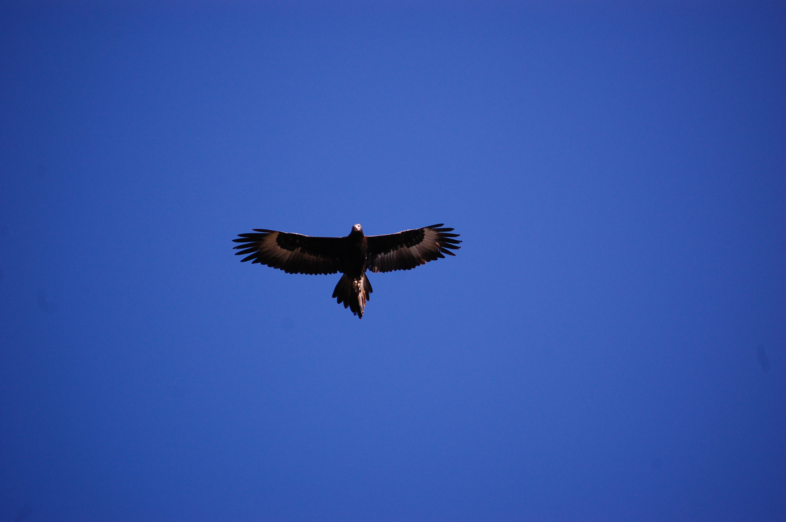 Wedge Tail Eagle.JPG