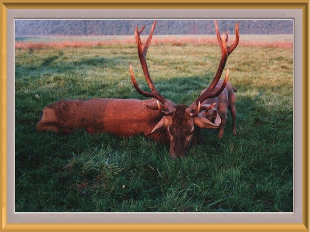 Weimaraner und Hirsch.jpg