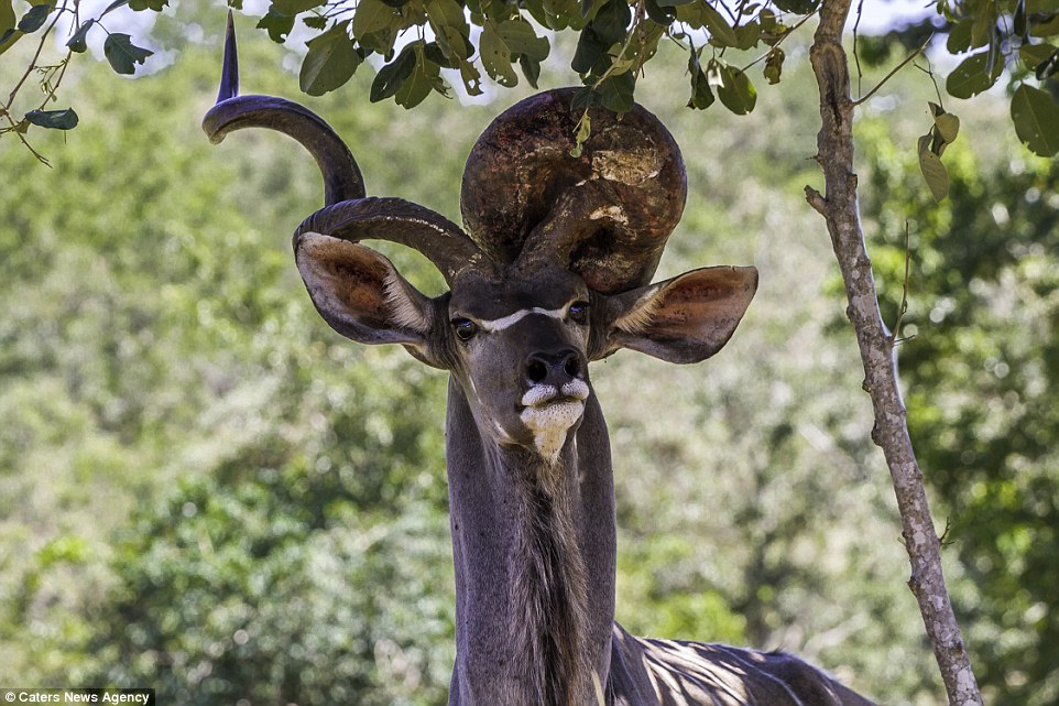 weird-kudu-2.jpg