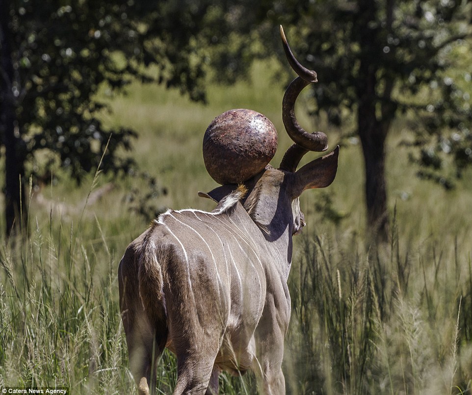 weird-kudu.jpg