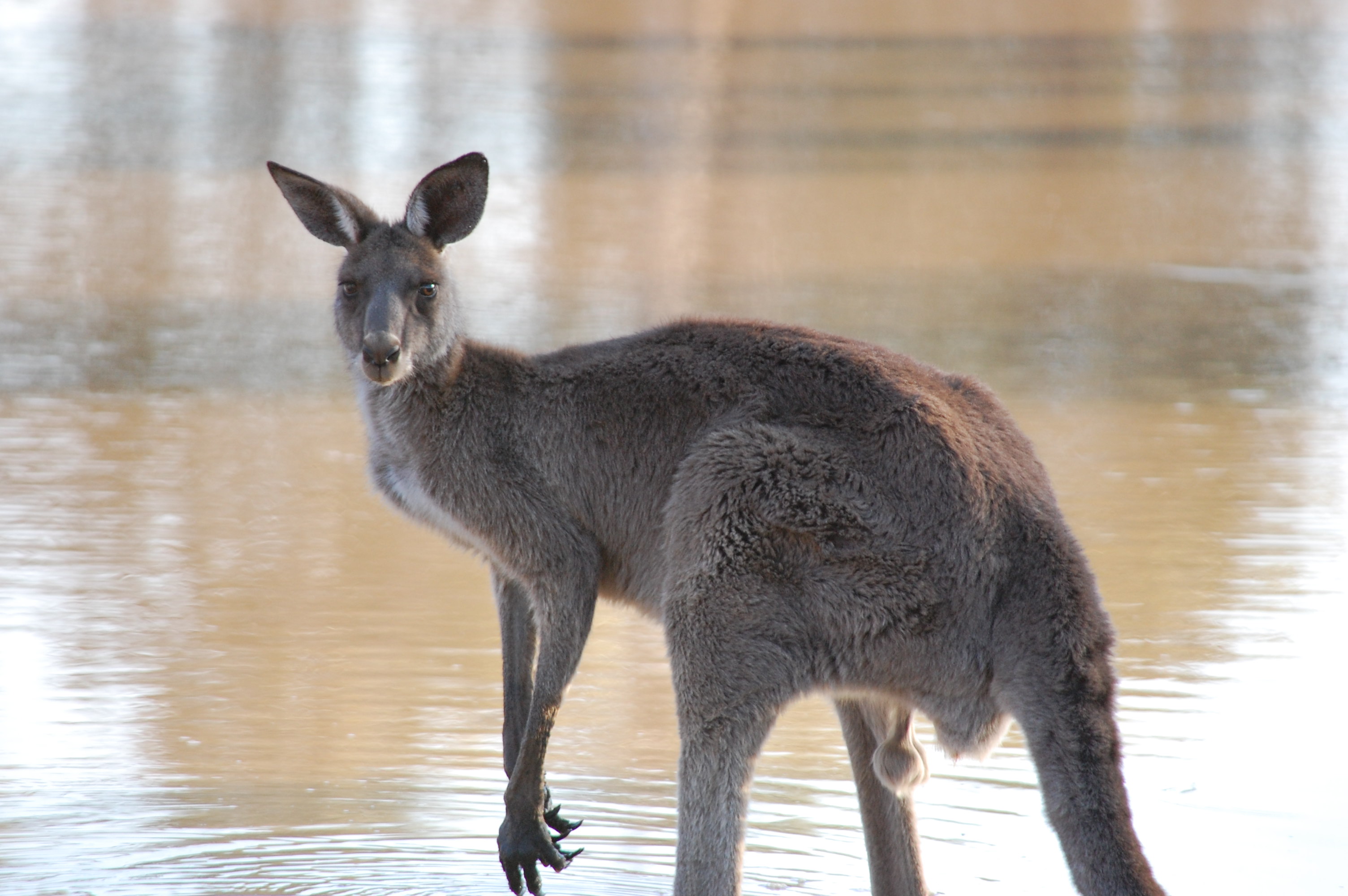 Western Grey \'roo.JPG