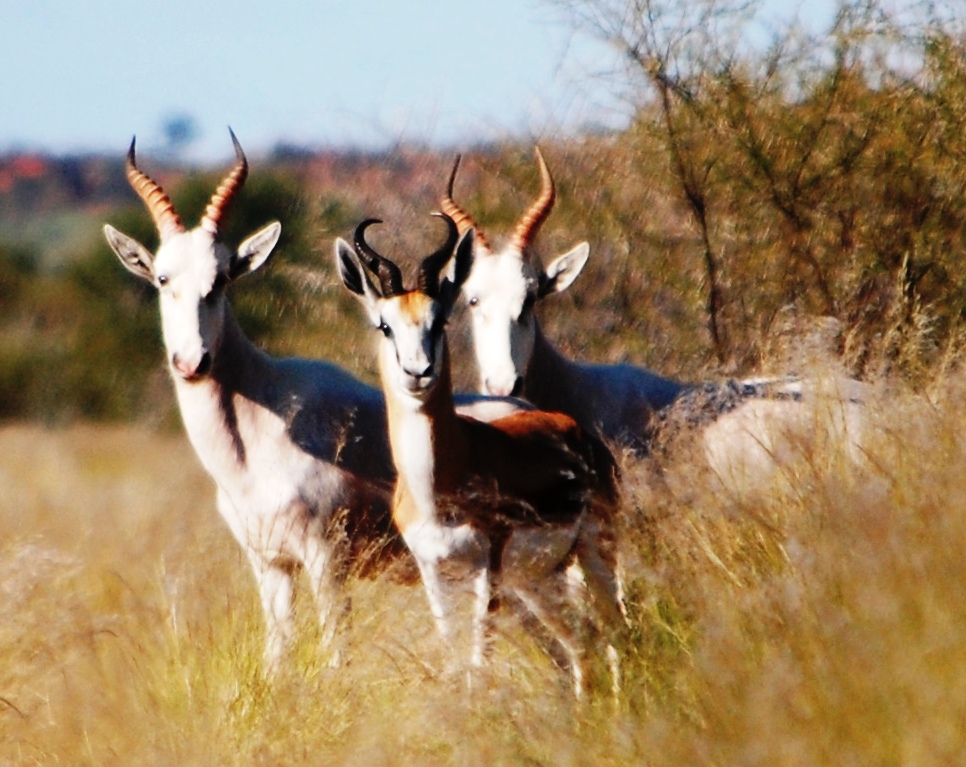 White blesbuck and springbuck.jpg