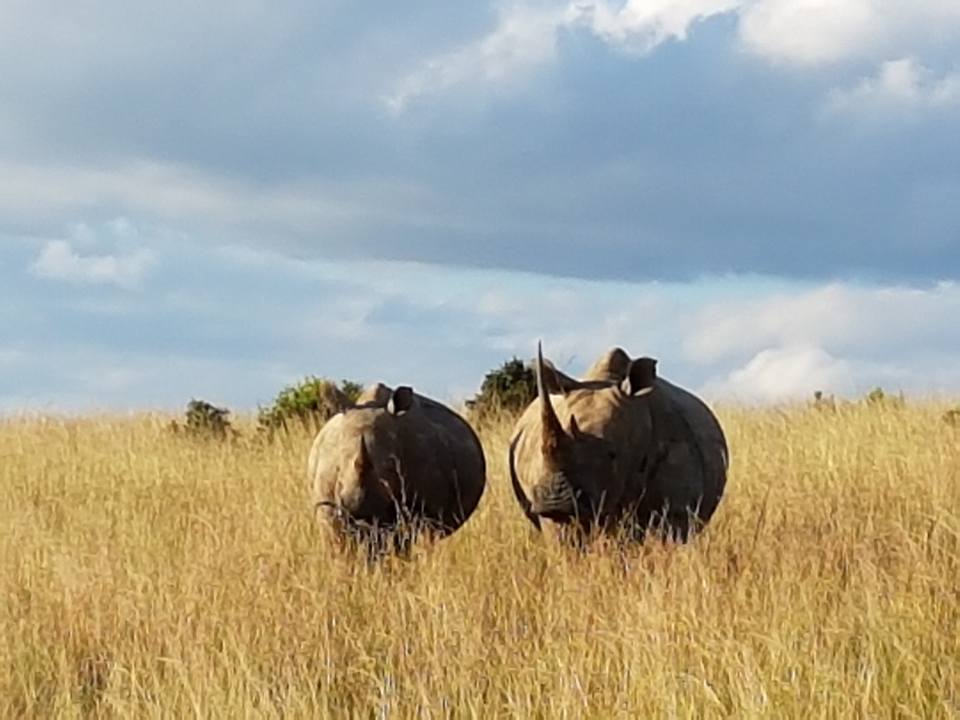 white rhino.jpg